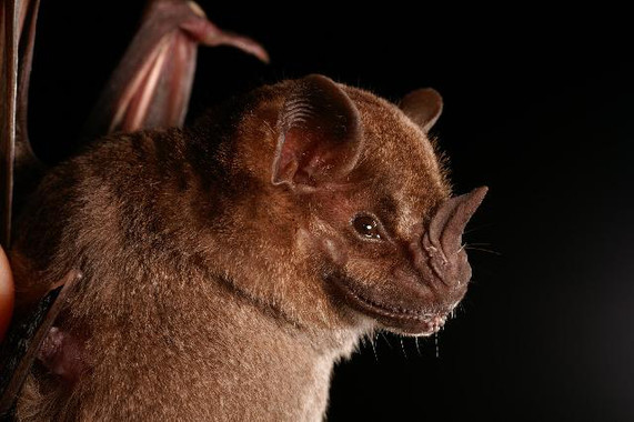 <p><em>Artibeus jamaicensis</em>, una de las especies de murciélagos que sufren fobia lunar. / <a href="https://commons.wikimedia.org/wiki/File:Artibeus_jamaicensis2.jpg" target="_blank">Alex Borisenko, Biodiversity Institute of Ontario</a></p>