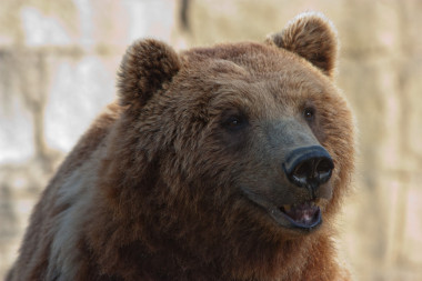 <p>El retraso en la recolonización de la península ibérica podría deberse a las características orográficas de los Pirineos y a la abundante presencia de seres humanos en la entrada natural de la Península / <a href="https://www.flickr.com/photos/ivi/5820993994/in/photolist-9So7i9-9SkeJX-pmSWxw-9So77C-9So7Hq-oSMVoa-3b6nhe-hYex1b-pPEP1d-hYewE1-8ycaPD-3b6o8r-pPENz3-pD6oFX-pumw3d-ogxHCK-HuGfuh-nWnFt4-obPSH9-pLKJ9k-8AAv4L-hYf3vH-hYekDq-hYf326-hYf4dK-nXhruL-oeHr6h-H4Bj9j-qyb2zu-hYe7qF-hYejUE-hYejCh-hYe7PB-hYem8w-hYea96-hYejbA-hYe8Wg-hYf5ht-hYeuyY-hYewhY-hYeifN-hYf3Qv-hYf5Fz-9So7X5" title="Ir a la galería de Ivan PC" target="_self">Ivan PC</a></p>