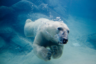 <p>Las hembras subadultas de oso polar sin crías son más propensas a nadar largas distancias. En la imagen un oso polar nadando en el zoo de Asheboro (EE UU). / <a href="https://commons.wikimedia.org/wiki/File:Polar_bear_swimming_in_zoo.jpg" target="_blank">John</a></p>