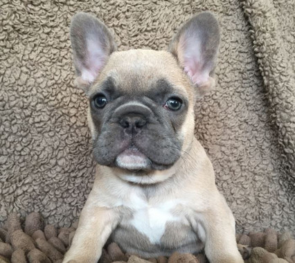 <p>Cachorro de bulldog francés. / N/A</p>