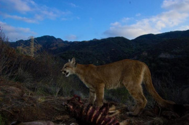 <p>Un puma tras matar un ciervo mulo en las montañas de Santa Mónica. / National Park Service</p>