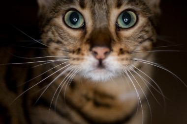 <p>El híbrido entre el gato leopardo asiático (<em>Prionailurus bengalensis</em>) y el gato doméstico (<em>Felis silvestris catus</em>) –tipo abisinio o birmano– dio lugar al gato de Bengala. / <a href="https://www.flickr.com/photos/jon-/4183956367/in/photolist-7nHSsK-5HJRk1-av4fFq-pzgi33-81CC67-4A51u-6XwTzR-7Dwg91-b1iX7c-pH2PTe-bsYdR7-d2bVFy-b1iXng-d2bXgG-9bSM8b-pk5zB-aTUVse-b1iYne-pyg7N2-fnEHhU-b1iXgR-aZv5yz-9eU1qW-9ZakZE-b48CuM-b1iYh6-fnEHgo-fm3M4p-5AsCE3-pS3i79-px4YxF-bL4Vtn-oLiHFW-4hF8Zc-4A578-5edSGJ-c2kNjY-4A4ZM-CEbXV-5CKwAP-aMg6HD-5Y238U-pMxLot-qsBJpF-eZoiz-cL9RsL-oGp3J-pHsxAL-jfrsMf-aMg5Q4/" target="_blank">Jonathan Benson</a></p>