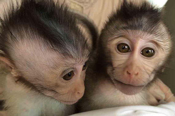 <p>Los simios fueron modificados genéticamente con el gen <em>MECP2</em>, asociado al autismo, y mostraron cambios en su comportamiento habitual y problemas para relacionarse con otros monos. / Yan-Hong Nie</p>