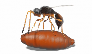 <p>La reconstrucción de una hembra de <em>Xenomorphia resurrecta</em> / Thomas van de Kamp et. al</p>