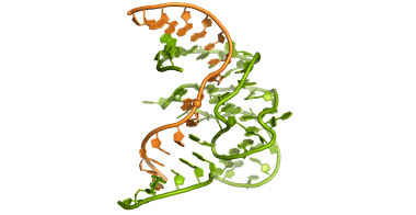 <p>Estructura de la deoxirribozima 9DB1, con la hebra sintética de ADN (en verde) tras catalizar la ligación de dos hebras de ARN (en naranja), unidas en el punto representado con una esfera. / A. Ponce-Salvatierra / Max-Planck-Institut für biophysikalische Chemie</p>