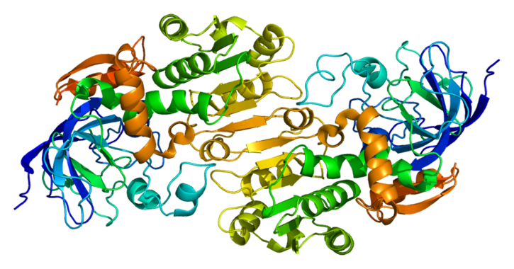 <p>La proteína alcohol desidrogenasa es la responsable de metabolizar el alcohol en el hígado./ Wikipedia</p>