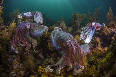 <p>Ejemplares de sepia gigante australiana (<em>Sepia apama</em>) en el Golfo de Spencer al sur de Australia. / Scott Portelli</p>