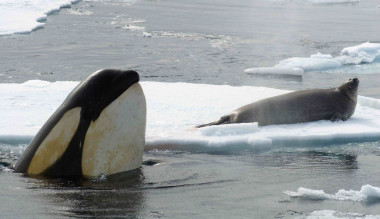 <p>Las orcas habitan en todos los océanos del planeta, desde el Antártico hasta las regiones árticas. / John Durban</p>