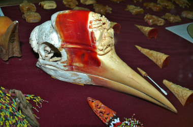 <p>El casco del cálao de yelmo es usado para hacer grabados, por eso el ave está ahora en peligro crítico de extinción. / <a href="https://www.flickr.com/photos/berniedup/8443956987/in/photolist-dSauei-toscEK-t6P87f-t6P6cJ" target="_blank">Bernard Dupont</a></p>