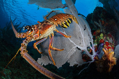 <p>Una langosta común del Caribe (<em>Panulirus argus) </em>en el Caribe hondureño. / Claudio Contreras-Koob, International League of Conservation Photographers</p>
