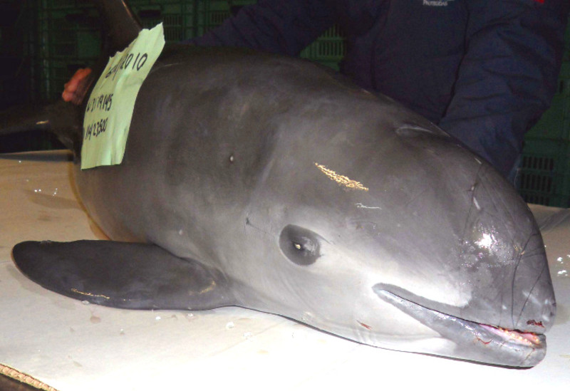 Resultado de imagen para vaquita marina