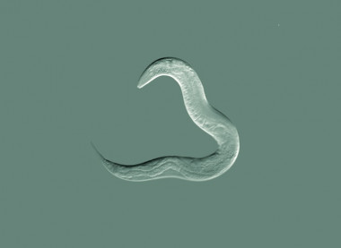 <p>Ejemplar hermafrodita del gusano<em> Caenorhabditis elegans. </em>/ Wikipedia</p>