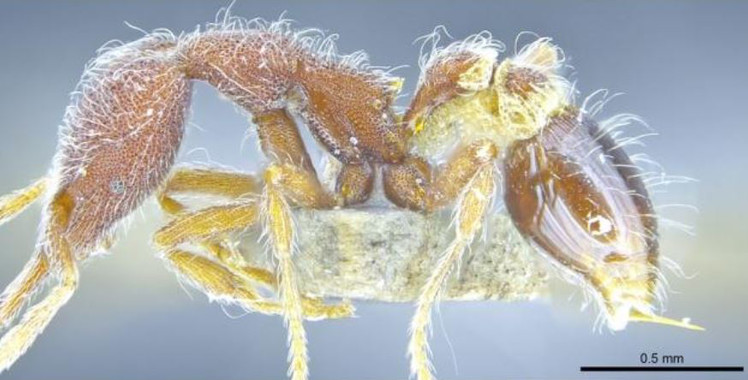 <p><em>Strumigenys hirsuta </em>es una de las nuevas especies de hormiga descubiertas en Hong Kong. / The University of Hong Kong</p>