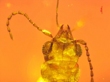 <p>Imagen de la mandíbula del escarabajo boganiid atrapado en ámbar. / Chenyang Cai</p>