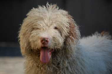<p>Boyko y su equipo emplearon muestras de más de 4.600 perros de razas puras de 165 tipos diferentes y de más de 540 perros callejeros de 38 países. / <a href="https://www.flickr.com/photos/ofalonso/6677885963/sizes/l/in/photolist-bb6UQT-bb6MK8-86etCe-bb6Wzx-9zVGqZ-dMwKdK-8ES8fo-9mKnTV-cMVgch-ekSVsf-8fLA1H-7NtefM-8JLxxf-7yEZqN-aZfCfe-ekSUSu-ekSV4W-ekSUW1-dGUxff-ekSUyu-ekM8Jt-ekSUKq-de1Acp-aC9ESd-aC9F3N-aC9EP7-aC72bV-aC9ExN-aC71Rz-7TvPp3-9q9Aq9-9q6yqX-9q9Ab3-8fNcWP-8vzrRC-e3kuzS-9C2MPz-9C2Koe-ekSV13-ekSV8j-ekSUu5-ekM8kp-aC71ZH-e8eS3c-byEg6J-8fRsLY-cgZwJu-e8kXHs-hSzf2M-jbJveP-7K6ymW/" target="_blank">Oscar Fernandez Alonso</a></p>