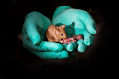 <p>Crías sanas de ratón nacidas de dos madres. / Leyun Wang</p>