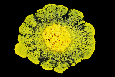 <p><em>Physarum polycephalum</em> de unos 10 centímetros de diámetro, compuesto de una única célula, es cultivado en laboratorio. / Audrey Dussutour (CNRS)</p>