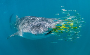 <p>Tiburón ballena en la Isla de Mafia en Tanzania. / www.simonjpierce.com</p>