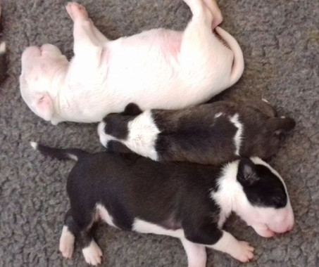 <p>De estos tres cachorros de bull terrier, el del medio está afectado por la enfermedad, por eso tiene un retraso pronunciado en su crecimiento y una alteración en su pelaje. / Anina Bauer and colleagues</p>