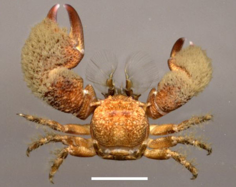 <p>Macho de <em>Pachycheles tuerkayi</em>, nueva especie de cangrejo porcelana hallada en Santa Marta (Colombia). / Alexandra Hiller</p>