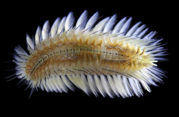 <p/><em>Chloeia bimaculata </em>es la nueva especie de gusano de fuego. /Â Hong Kong Baptist University” /><em style=