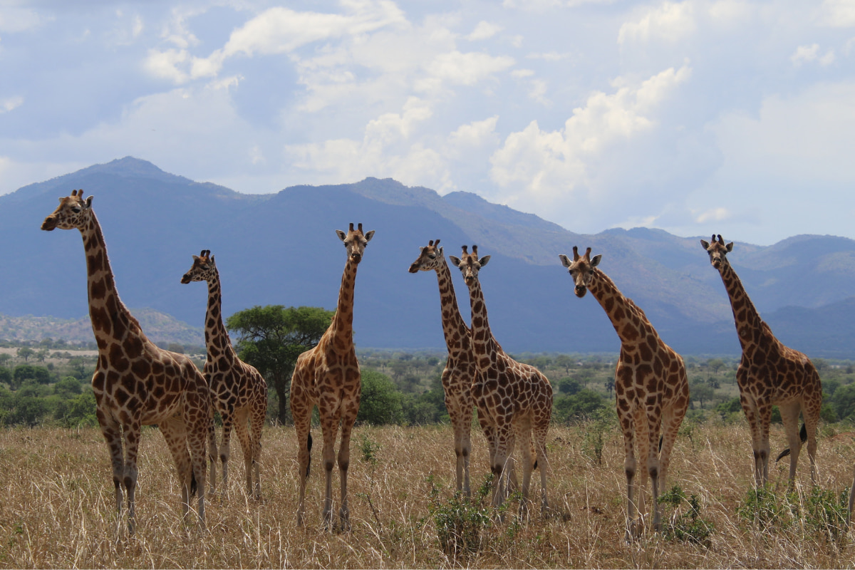 Una reclasificación científica redefine la especie de la jirafa