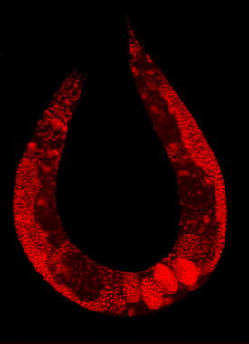 <p><em>Caenorhabditis elegans</em>. Foto: <em>PLOS</em>.</p>