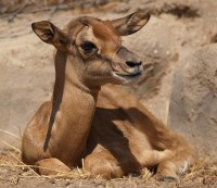 <p>Cría nacida por aplicación de semen congelado por inseminación artificial.</p>