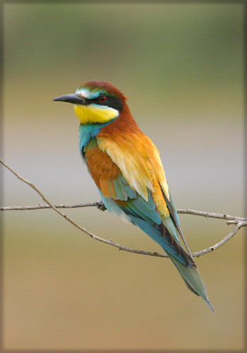 <p>Abejaruco europeo (<em>Merops apiaster)</em>. Imagen: Eduardo Nogueras.</p>