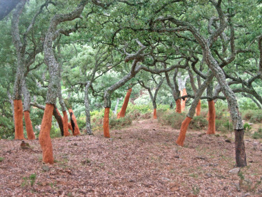 <p>Alcornoques después de la extracción y limpieza de su corteza. Foto: Miradas de Andalucía.</p>