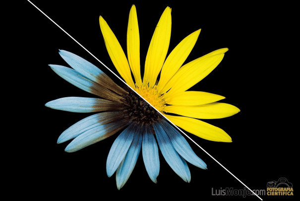 02. UV Euryops pectinatus-01