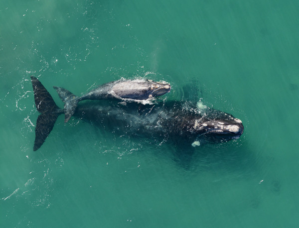 Ballenas en la Península Valdés. / John Atkinson, Ocean Alliance