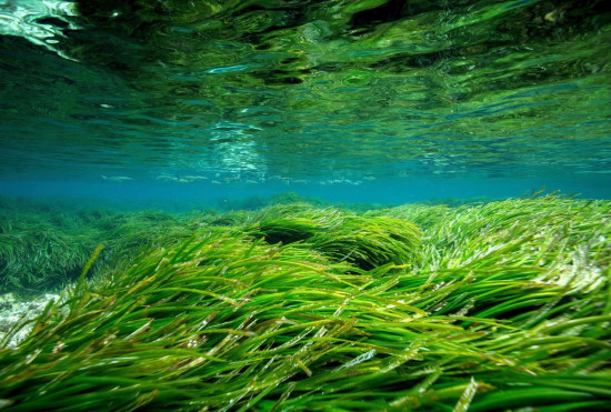 Pradera de posidonia en Formentera / Manu San Félix Pradera de posidonia en Formentera / Manu San Félix
