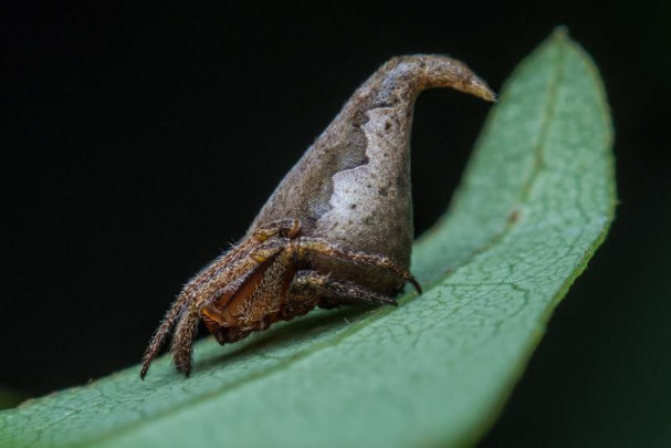 araña_Eriovixia gryffindori pic 1