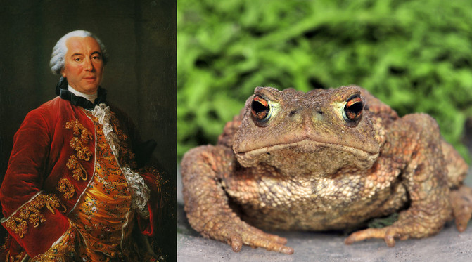 Bufo_bufo_sapo_leclerc