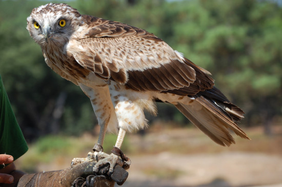 Águila culebrera / Wikipedia