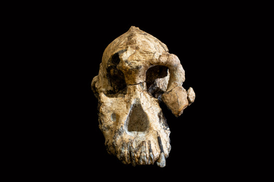 Cráneo de 'Australopithecus afarensis' / Dale Omori, cortesía del Museo de Historia Natural de Cleveland