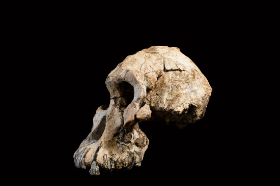 Vista lateral del cráneo / Museo de Historia Natural de Clevenland