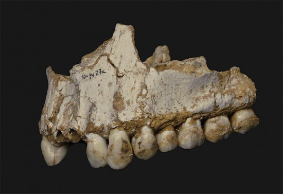 Mandíbula neandertal encontrada en el Sidrón / Andrés Díaz (CSIC)