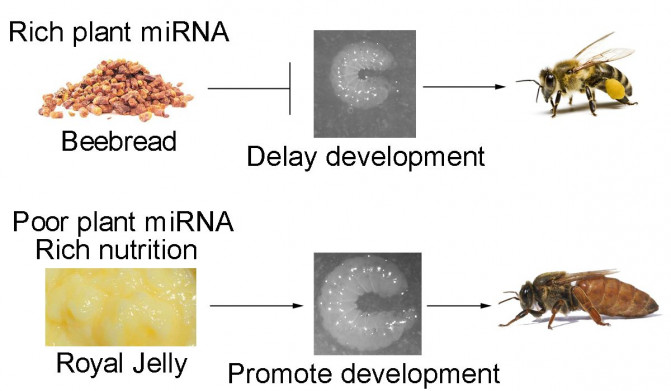 Esquema de la  regulación del micro ARN de plantas en el desarrollo de las abejas melíferas. / Drs. Xi Chen y Kegan Zhu
