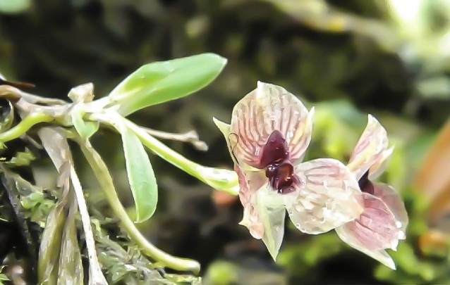 flor