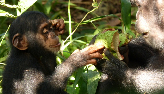 a cultura son comportamientos que los chimpancés aprenden de generación en generación