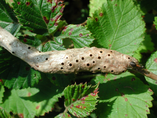 Proponen una nueva clasificación de las avispas de las agallas
