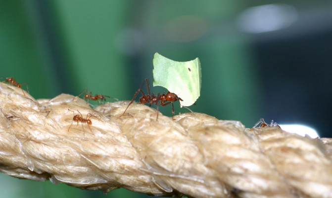 Hormigas cultivadoras de hongos