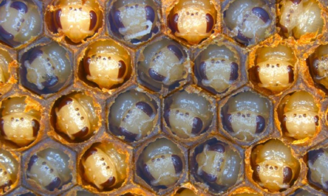 Huevos de abejas