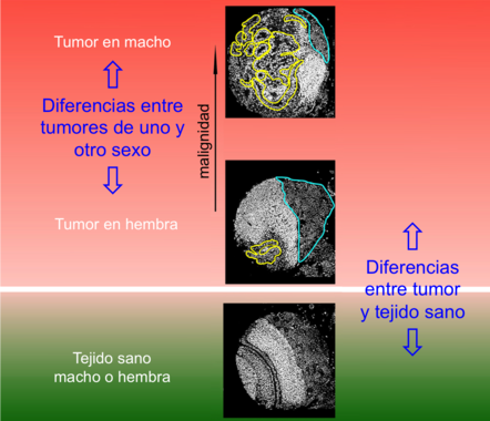 Diferencias entre tumores de mosca del vinagre macho y hembra / Cayetano GonzÃ¡lez, IRB Barcelona.