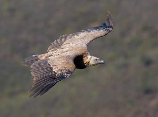 La-crisis-climatica-corta-las-alas-a-las-aves-migratorias_image_380