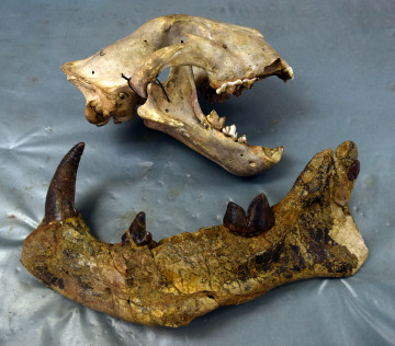 Lion skull and Simbakubwa jaw