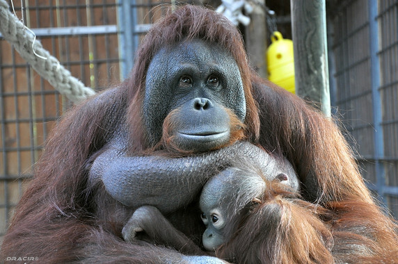 Los-monos-saben-cuando-te-equivocas_image_380