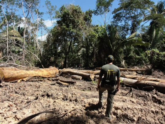 lote-no-praialta-comprado-e-desmatado-pelo-madeireiro_foto-nelson-feitosa_ibama-divulgacao-Praialta-Piranheira _IBAMA